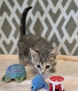 A young medium-sized female Domestic Short Hair cat named Neve for adoption in Bucyrus, OH