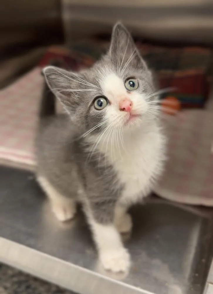 A baby small-sized male Gray & White Domestic Short Hair cat named Ham for adoption in Bemidji, MN