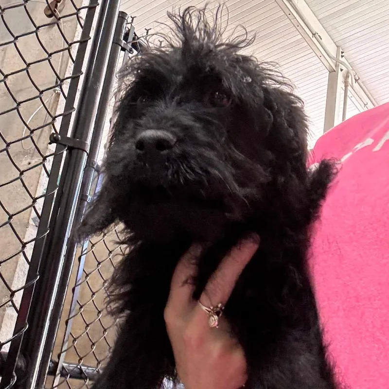 A baby small-sized male Black Rottweiler dog named Dewy for adoption in Clearwater, FL