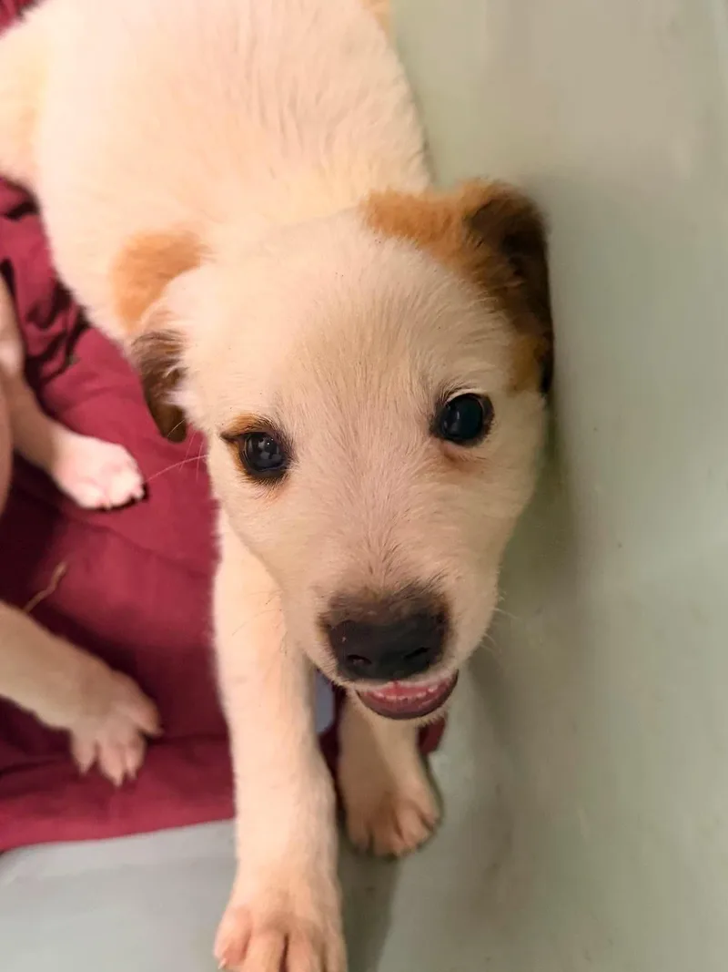 A baby medium-sized male Jack Russell Terrier dog named Puck for adoption in Holly Springs, NC