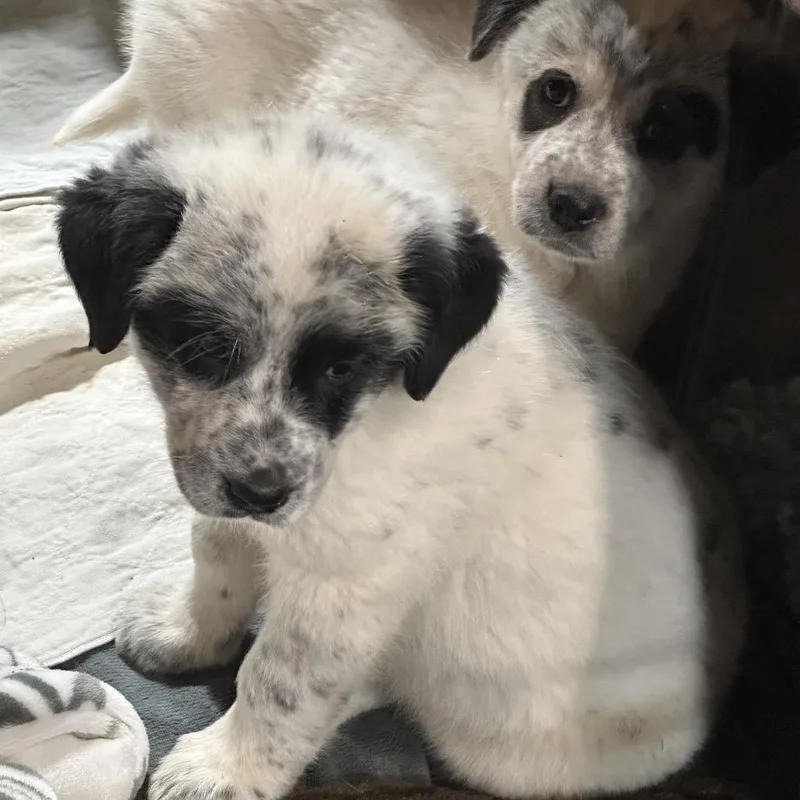 Greenlee thumbnail 4