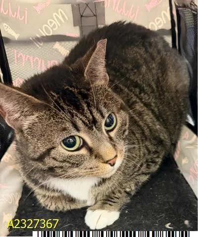 An adult medium-sized female Domestic Short Hair cat named Bird for adoption in West Palm Beach, FL