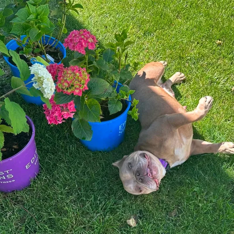 An adult medium-sized female Red / Chestnut / Orange Mixed Breed dog named Suga for adoption in DeKalb, IL