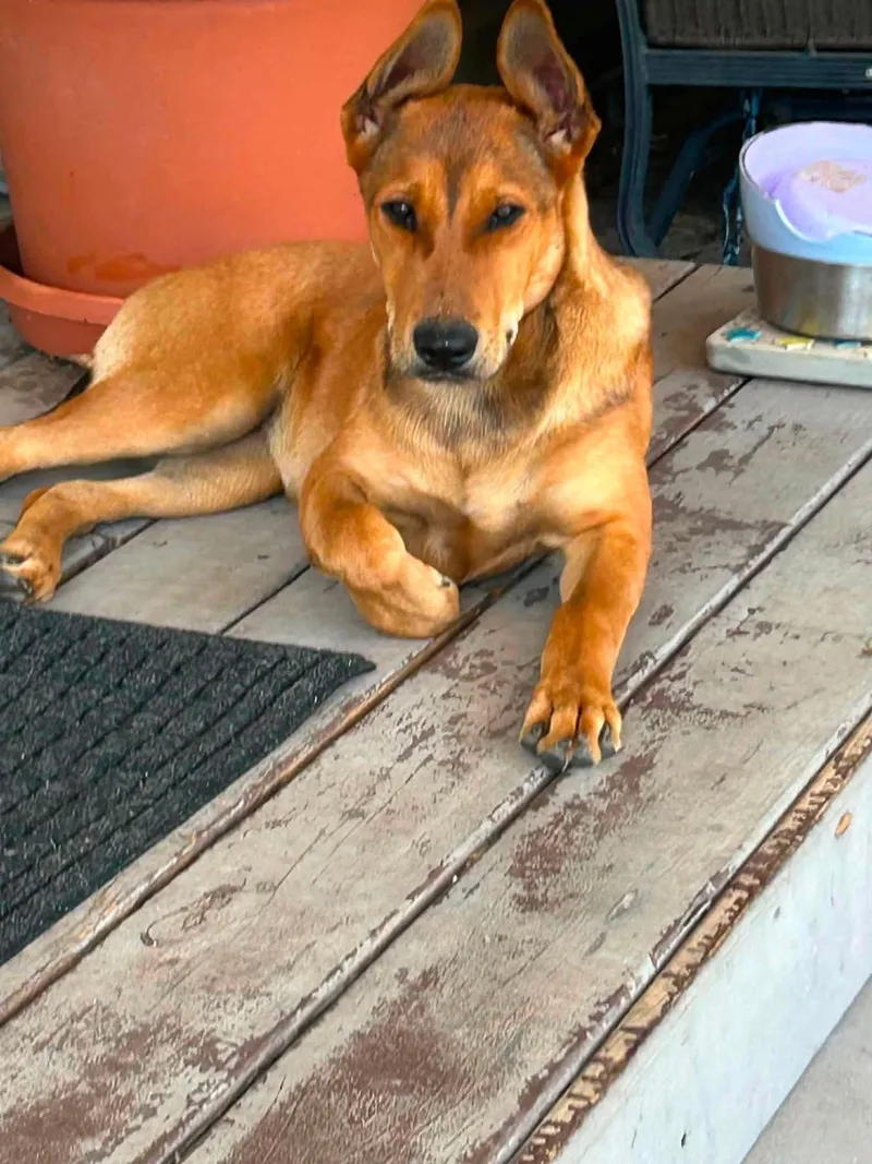 A baby medium-sized female Mixed Breed dog named Foxy for adoption in Highland, NY