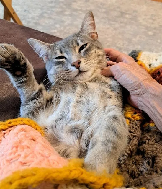 A young medium-sized male Domestic Short Hair cat named Neymar for adoption in Charlotte, NC