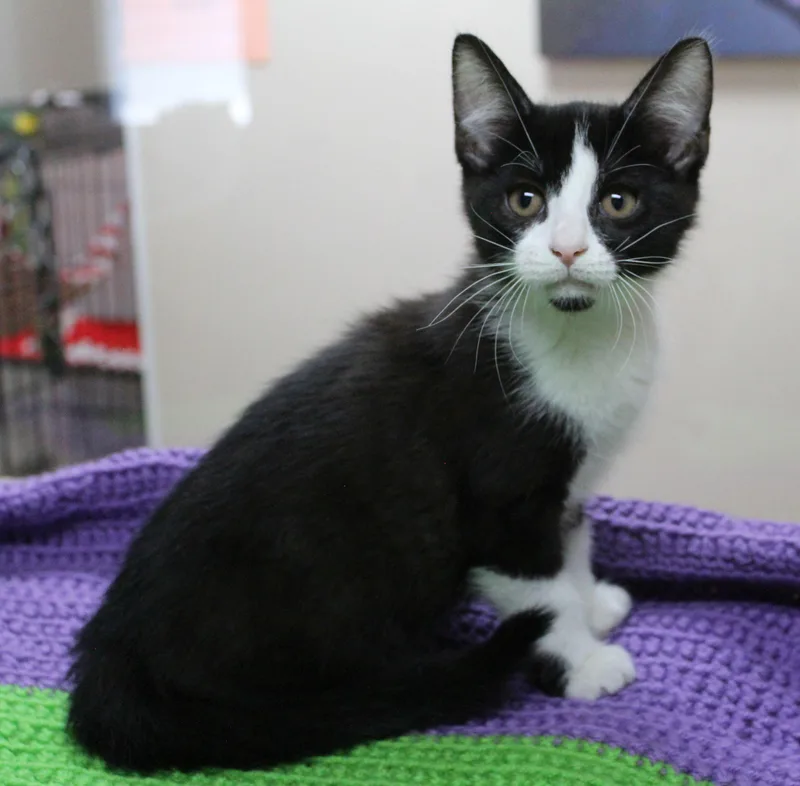 A baby medium-sized male Black & White / Tuxedo Tuxedo cat named Cringer for adoption in Portage, WI