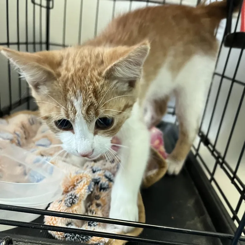 A baby small-sized male Orange / Red Domestic Short Hair cat named Goldfish for adoption in Greensboro, NC