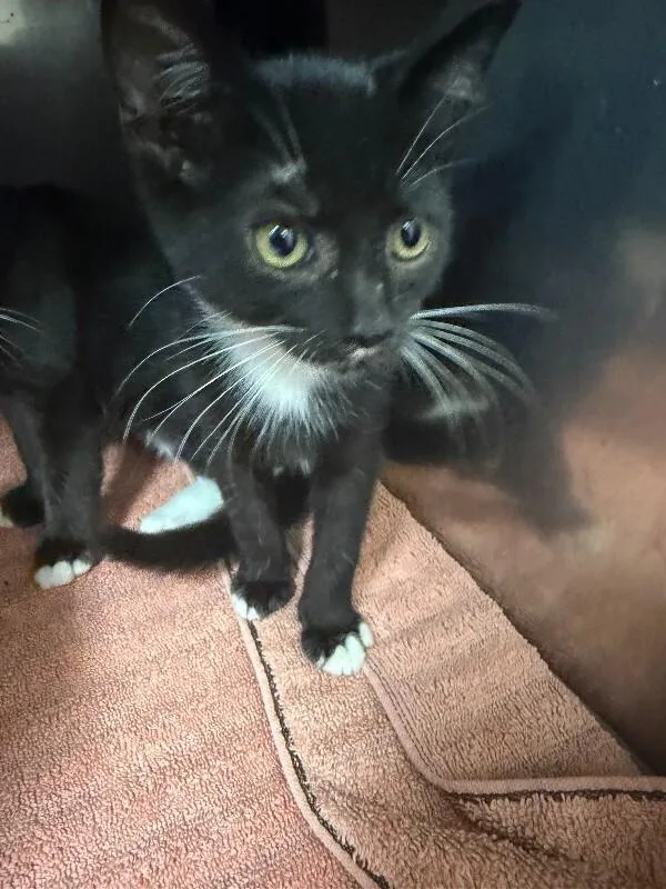 An adult medium-sized male Domestic Short Hair cat named Socks for adoption in Burgaw, NC