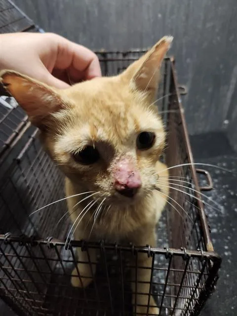 A young small-sized male Domestic Short Hair cat named Garfield for adoption in San Antonio, TX