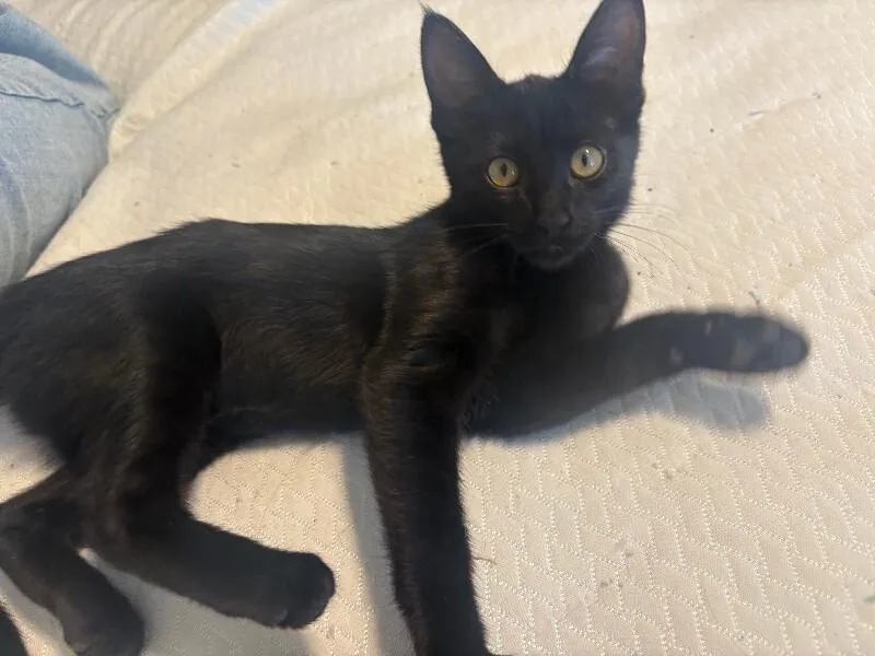 A young medium-sized female Black Domestic Short Hair cat named Raven for adoption in Fort Collins, CO