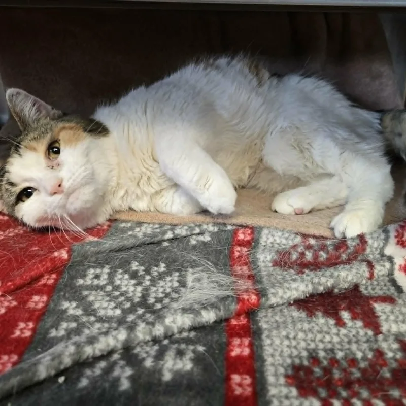 An adult medium-sized female Calico Domestic Short Hair cat named Clover for adoption in Watertown, WI