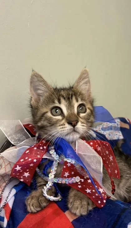 A baby medium-sized female Domestic Short Hair cat named Bridget for adoption in Picayune, MS