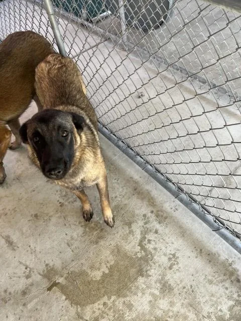 A young large-sized female Belgian Shepherd / Malinois dog named Bel for adoption in Redlands, CA