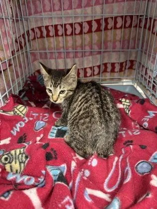 A baby small-sized male Domestic Short Hair cat named Peanut for adoption in Gainesville, FL