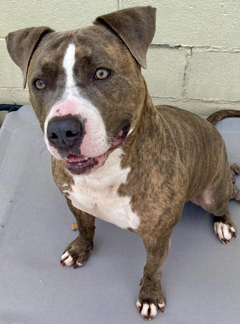 An adult large-sized male Brindle Pit Bull Terrier dog named Aries for adoption in Sandusky, MI