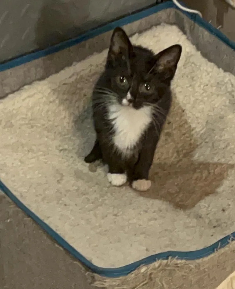 A baby small-sized female Black & White / Tuxedo Domestic Short Hair cat named Wilma B. for adoption in Peoria, IL