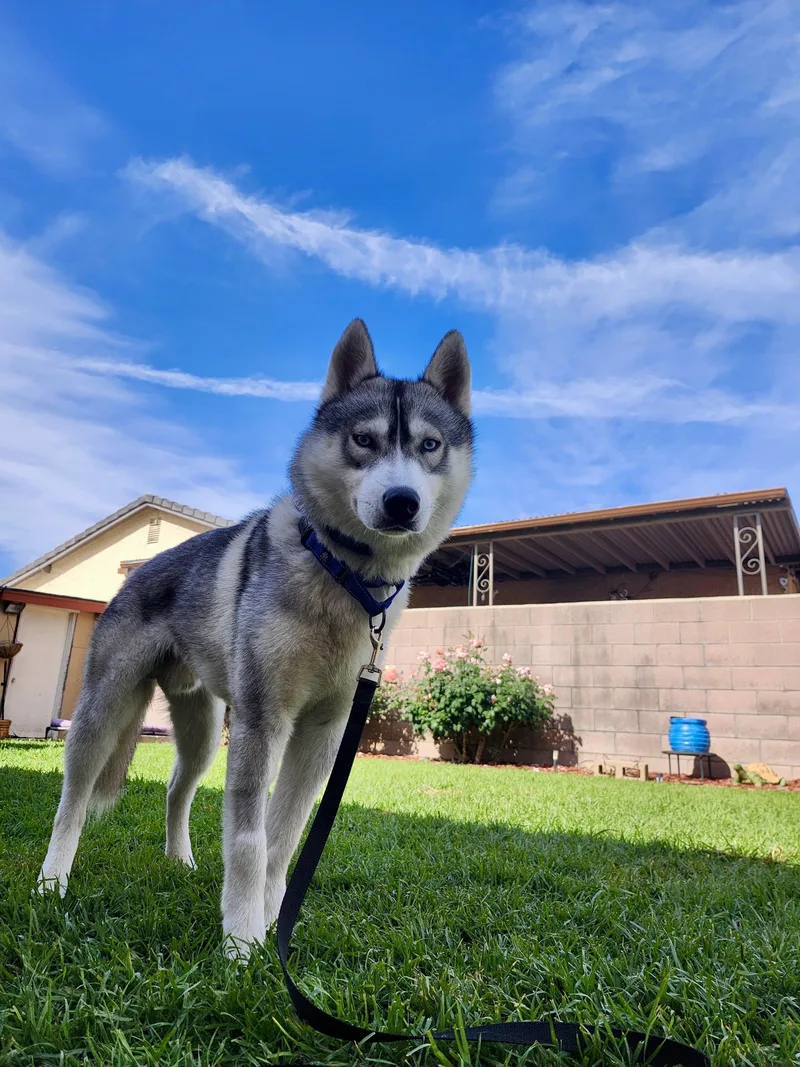 A young large-sized male Husky dog named Luke Sky for adoption in Torrance, CA