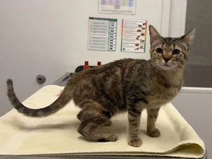 A baby medium-sized female Brown / Chocolate Domestic Short Hair cat named Wendy for adoption in Kansas City, MO