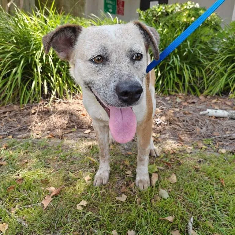 A young medium-sized female Red / Chestnut / Orange Cattle Dog dog named Daisy for adoption in Valdosta, GA