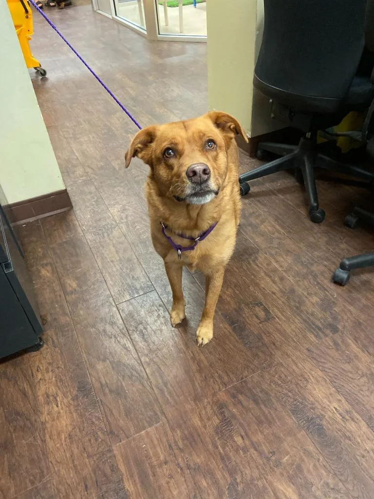 An adult medium-sized female Labrador Retriever dog named Dog Kennel   for adoption in Greenville, TX