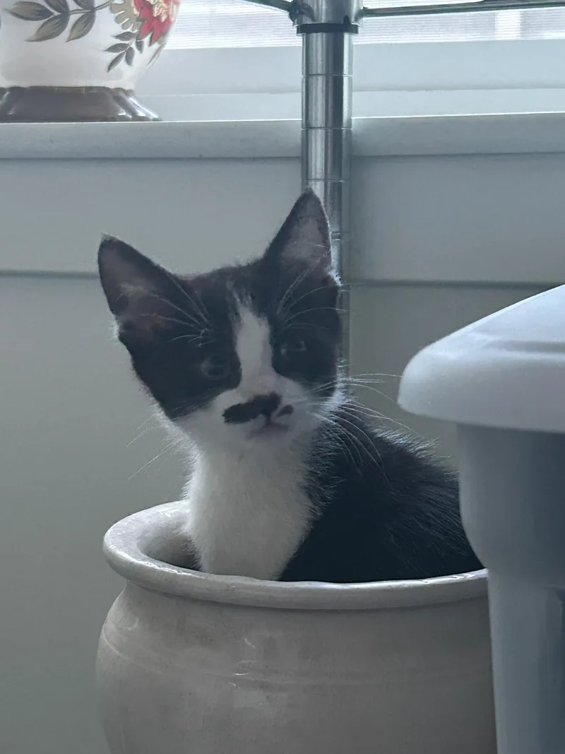 A baby medium-sized male Black & White / Tuxedo Domestic Short Hair cat named Duke for adoption in Logan, UT