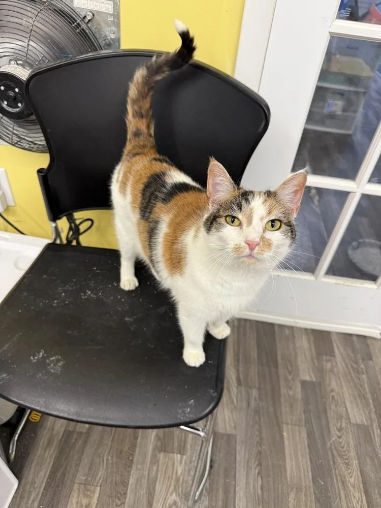 An adult medium-sized female White Domestic Short Hair cat named Caramel for adoption in West Mifflin, PA