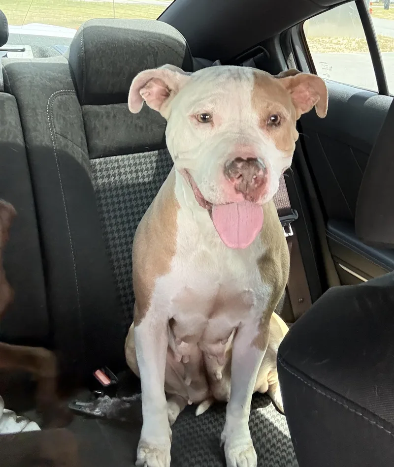 A young medium-sized female White / Cream American Bulldog dog named Roseanne Darling Love Bug for adoption in Charlottesville, VA