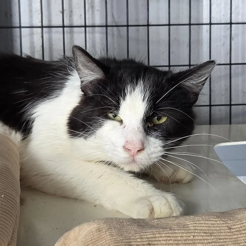 An adult medium-sized male Black Domestic Short Hair cat named Hideout for adoption in St. Helena, CA