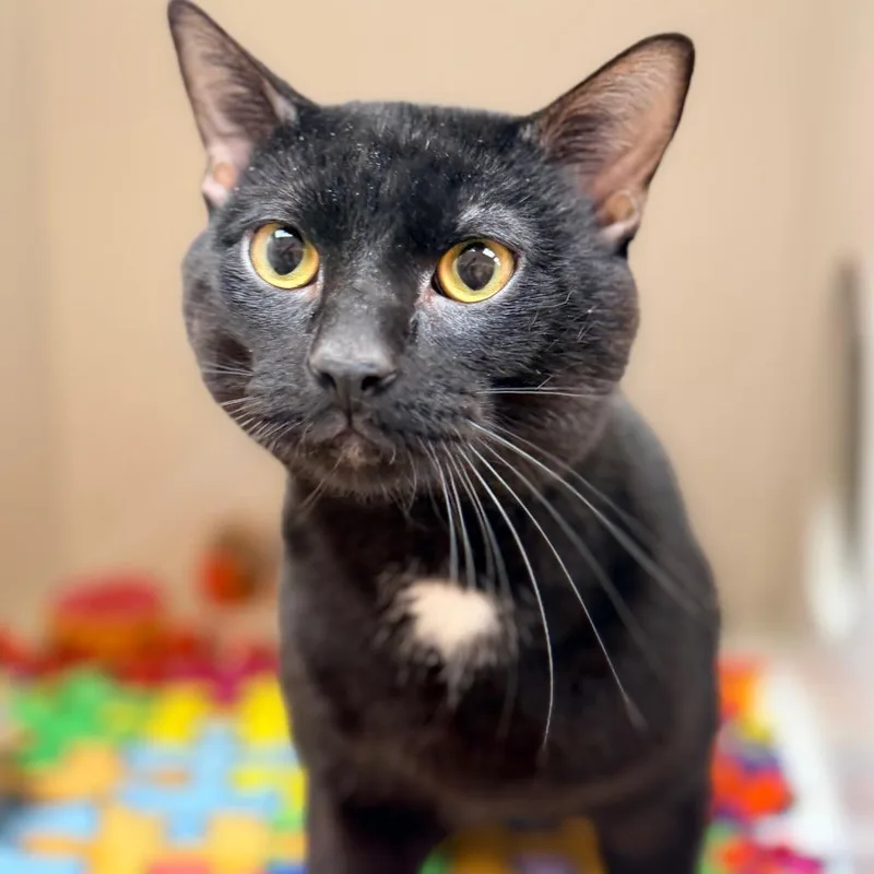 A young large-sized male Black Domestic Short Hair cat named Oliver for adoption in Champaign, IL