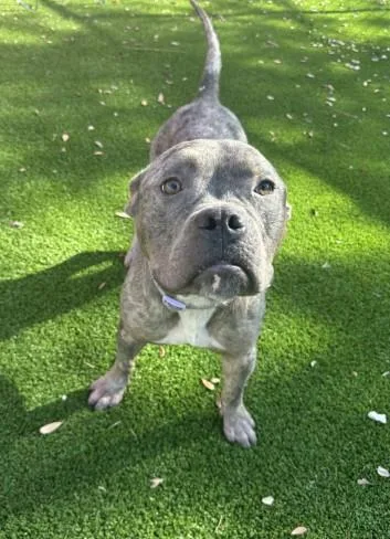 A young large-sized male Mixed Breed dog named Sauvage for adoption in Jacksonville, FL