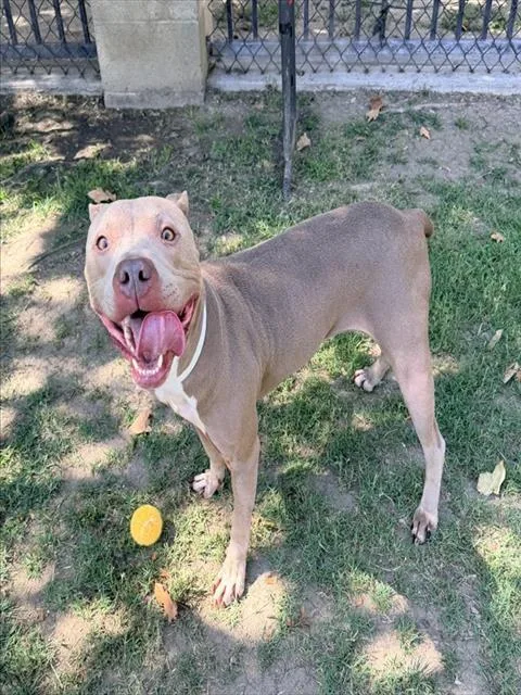A young medium-sized female Pit Bull Terrier dog named Forrest for adoption in Riverside, CA