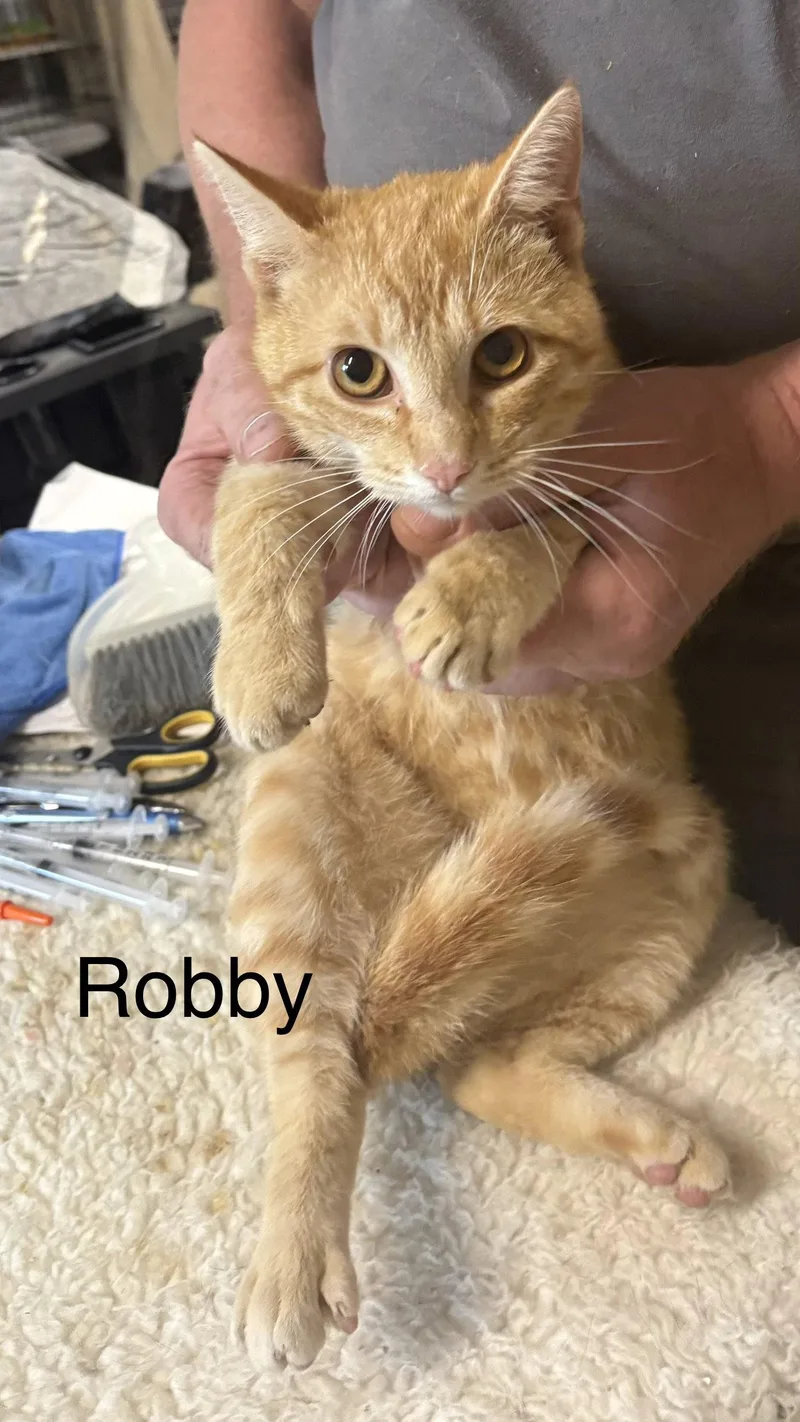 Robby