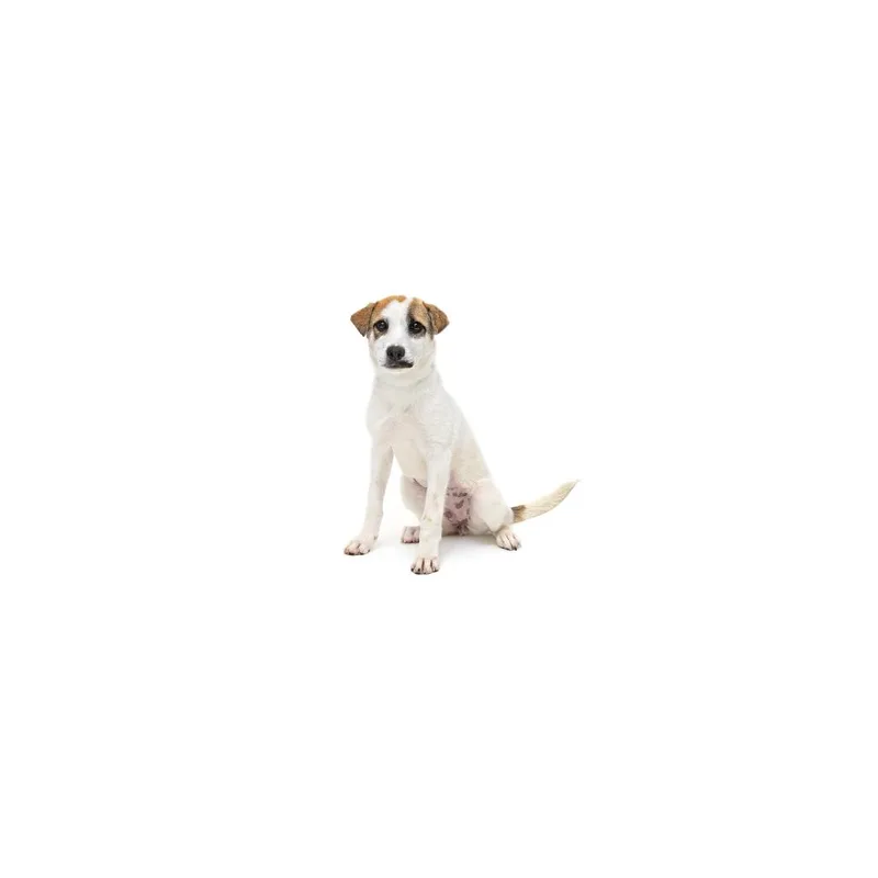 A baby small-sized female White / Cream Cattle Dog dog named Posie for adoption in Playa Vista, CA