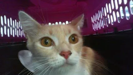 A young small-sized female Domestic Short Hair cat named Luna for adoption in Charlotte, NC