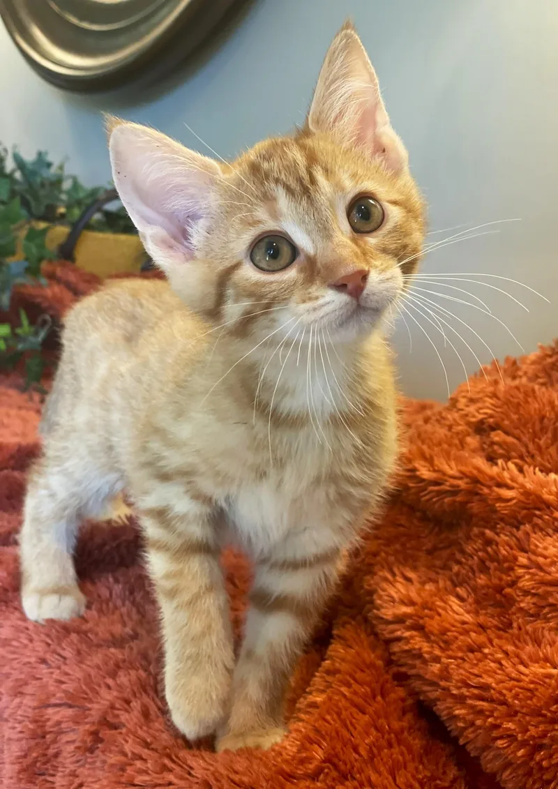 A baby medium-sized male Tabby (Orange / Red) Tabby cat named Milk Dud for adoption in Taylor, MI