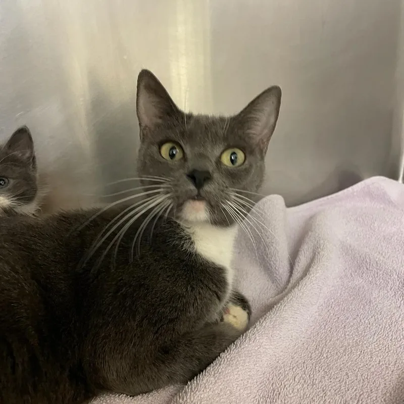 A young medium-sized female Gray / Blue / Silver Domestic Short Hair cat named Sequoia for adoption in Charlottesville, VA