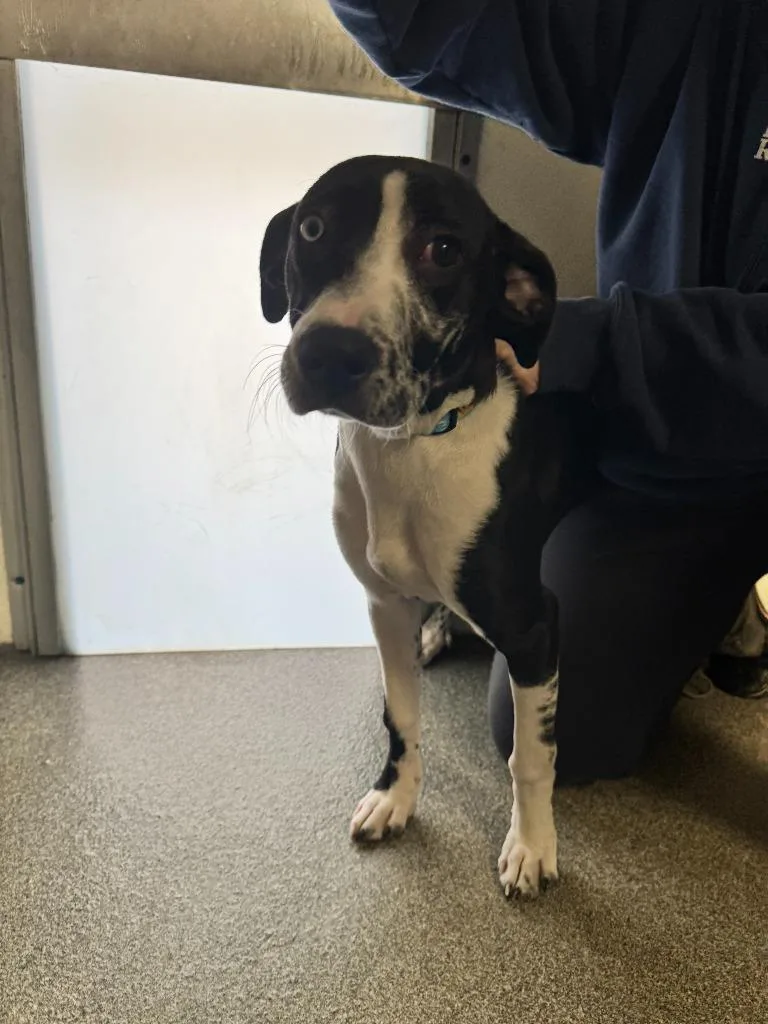 A baby large-sized female Pointer dog named Natty for adoption in Lunenburg, VT