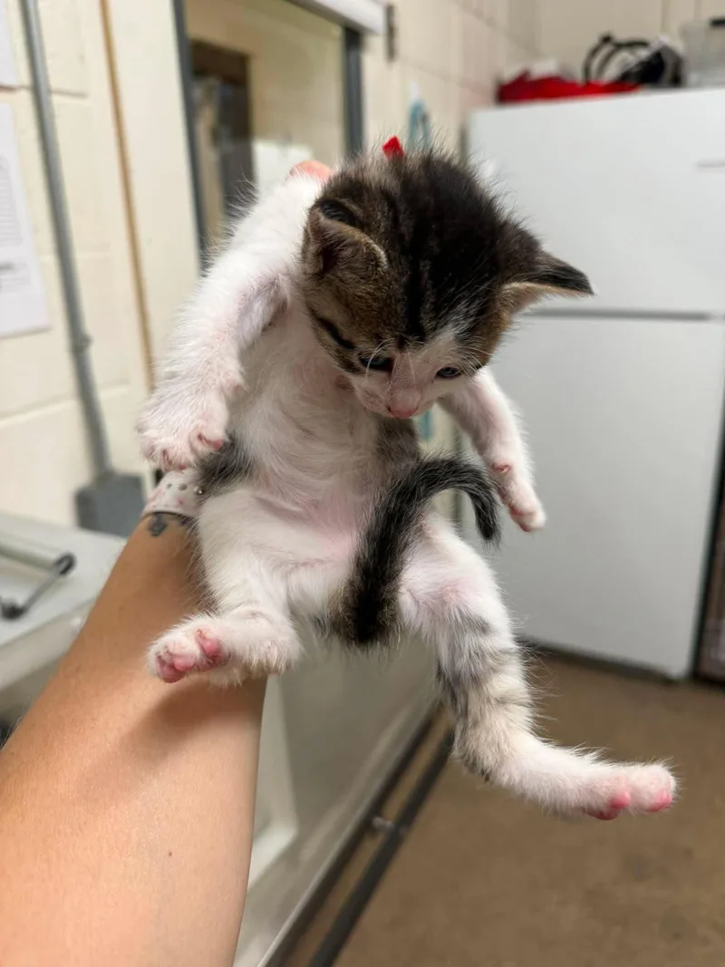 A baby medium-sized female Tabby (Brown / Chocolate) Domestic Short Hair cat named Chicken Salad for adoption in Fruit Heights, UT