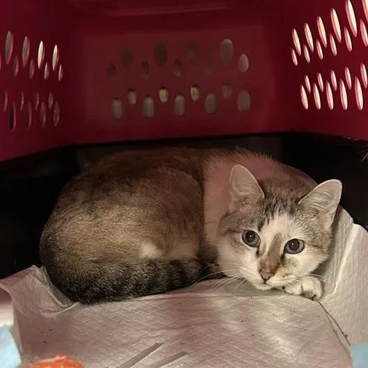 An adult medium-sized female Brown / Chocolate Domestic Short Hair cat named Akumi for adoption in Salt Lake City, UT