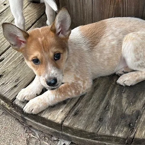 Starbucks thumbnail 2