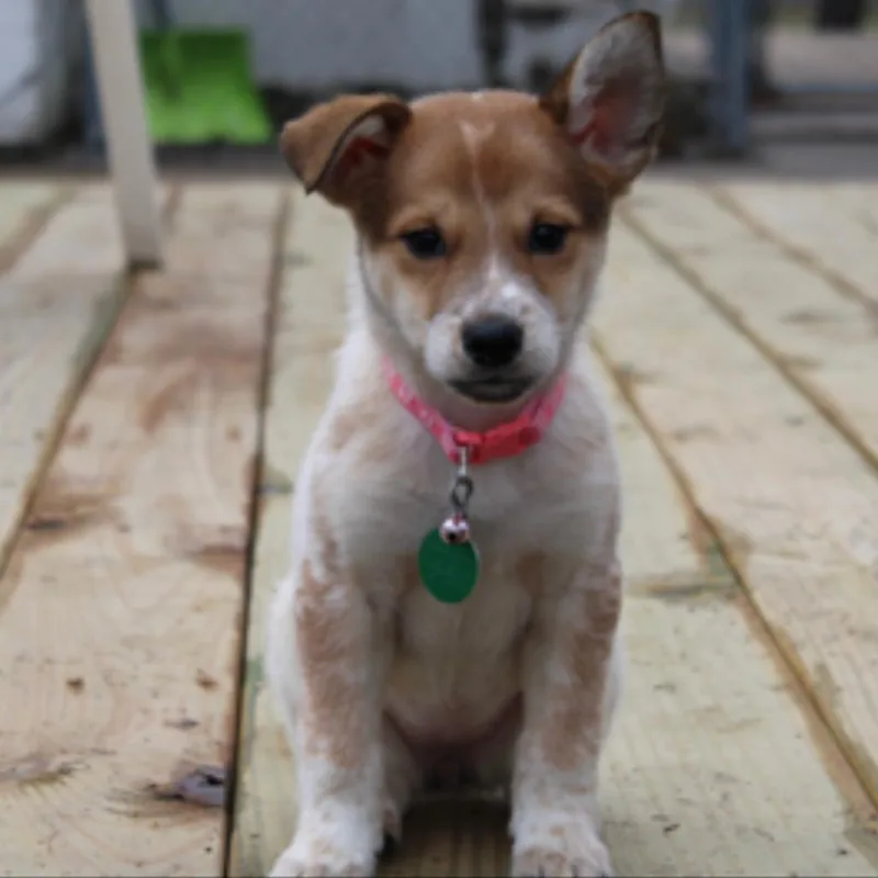 Starbucks thumbnail 4