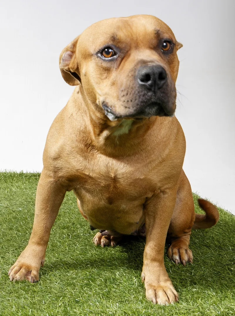 An adult medium-sized female Pit Bull Terrier dog named Canela for adoption in Harvey , LA