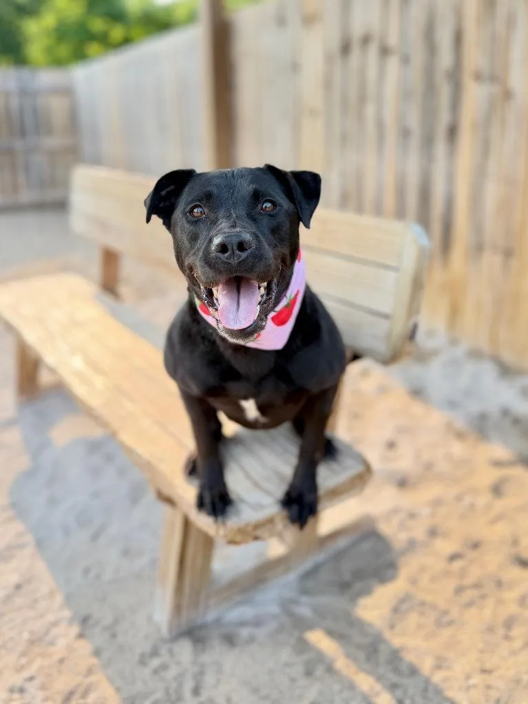 A young medium-sized female Labrador Retriever dog named Sabrina for adoption in Muskegon, MI