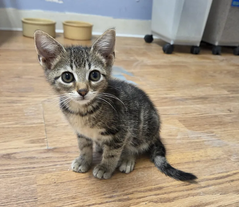 A baby medium-sized female Tabby (Brown / Chocolate) Domestic Short Hair cat named Lola for adoption in Carsonville, MI