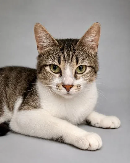 A young medium-sized female Domestic Short Hair cat named Rebecca for adoption in Fresno, CA