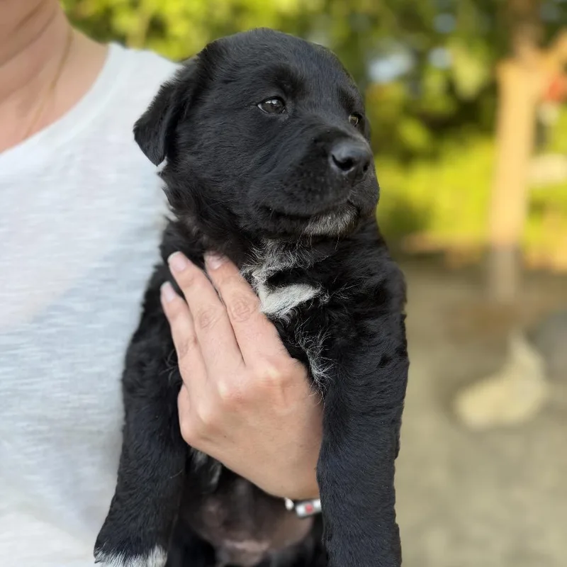 A baby large-sized male Gray / Blue / Silver Border Collie dog named Rizo for adoption in Point Richmond, CA