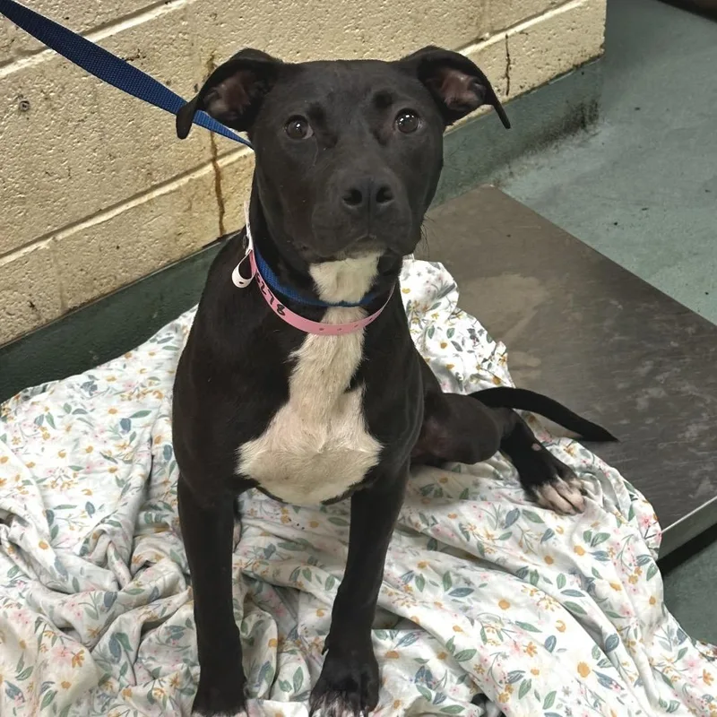 An adult medium-sized female Black Mixed Breed dog named Chicken Wang for adoption in Memphis, TN