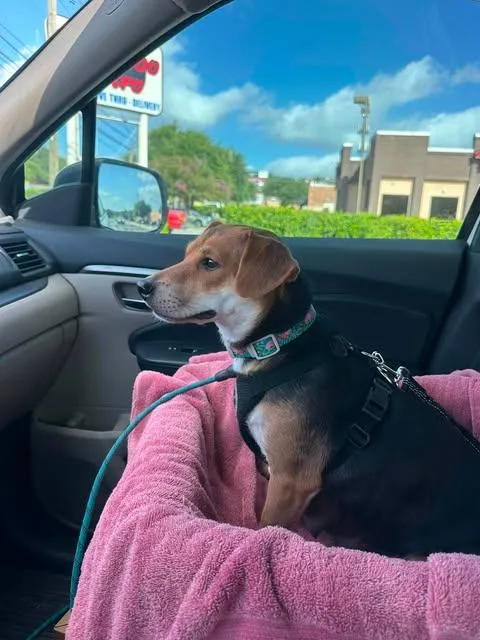 A young small-sized female Tricolor (Brown, Black, & White) Beagle dog named Mabel for adoption in Vernon, CT