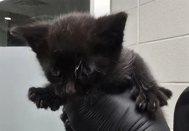 A baby small-sized male Domestic Short Hair cat named Rowan for adoption in Tucson, AZ