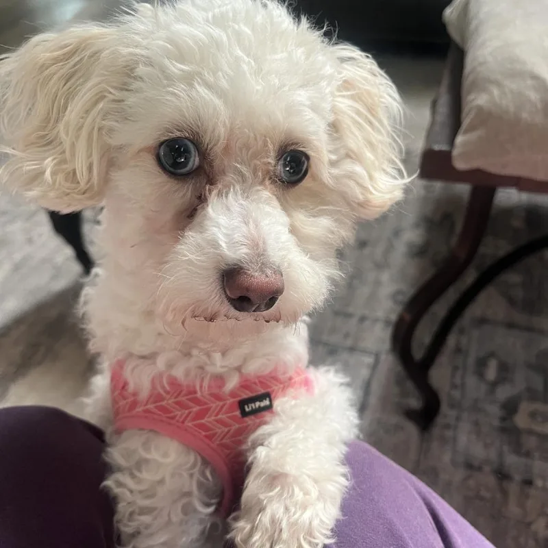 An adult small-sized female White / Cream Poodle dog named Magnolia for adoption in Delaware, OH